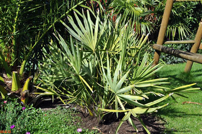 Serenoa repens